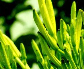 金针菜有什么功效和作用 金针菜的营养价值