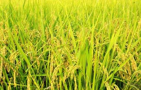 水稻生长特性及对环境的要求