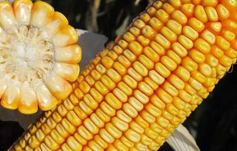 选择玉米种子品种时要注意哪些问题？