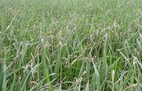 水稻早衰的原因及防治方法