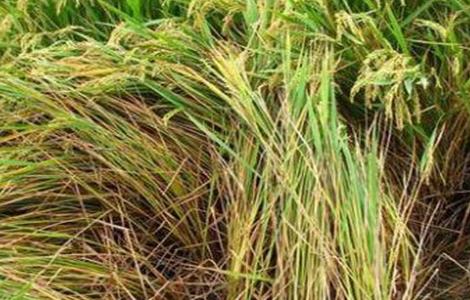 水稻早衰的原因及防治方法