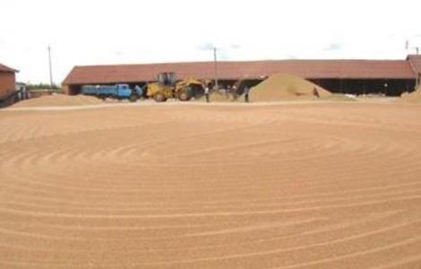小麦种子 播种前 处理