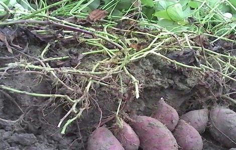 红薯 施肥 方法