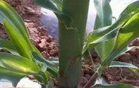 玉米分蘖原因及防治方法