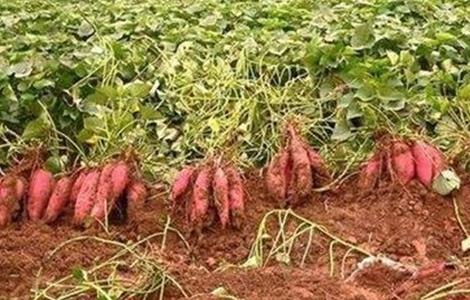 红薯后期 如何施肥