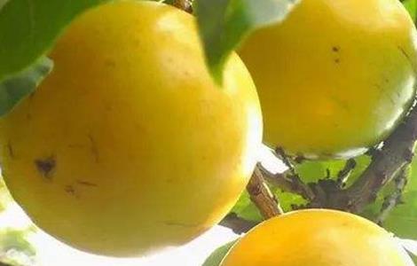 黄晶果 种植技术 黄晶果种植
