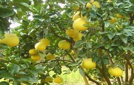胡柚的种植技术