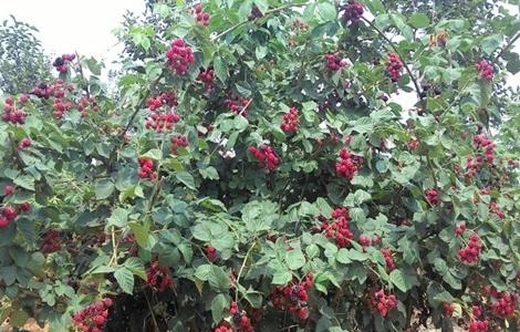 黑莓 栽培 技术