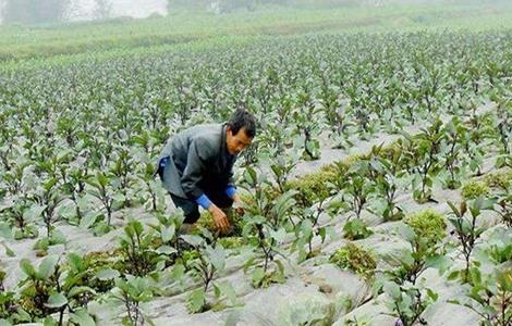 茄子施肥注意事项 茄子施肥