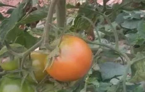 西红柿不膨果的原因及解决办法