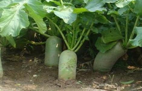 越夏萝卜高产种植技术