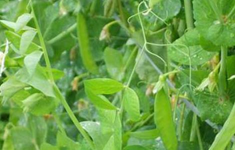 豌豆病虫害防治技术