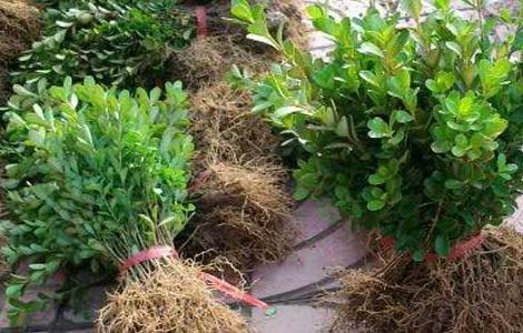 小叶黄杨盆景的制作与养护方法