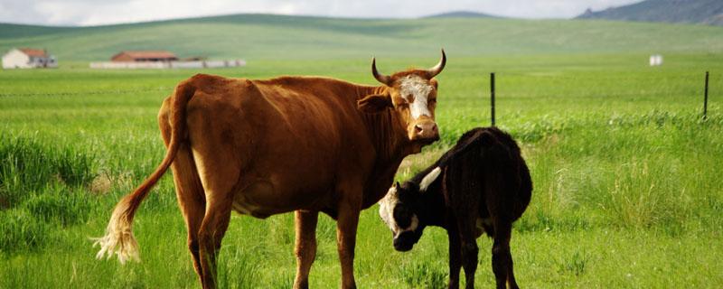 牛犊拉绿色稀便用什么药 牛犊子拉绿色稀便是什么原因