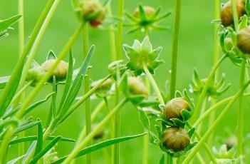 朝阳金鸡菊