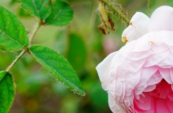 Mousseline蔷薇