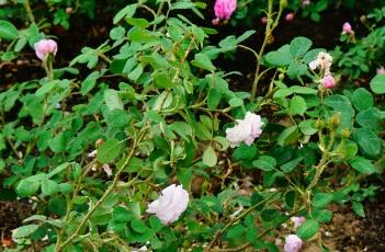 Mousseline蔷薇