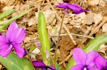 紫花地丁