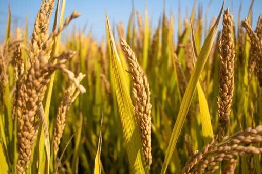 2022年水稻最低保护价格：具体是多少？现在多少钱一斤？