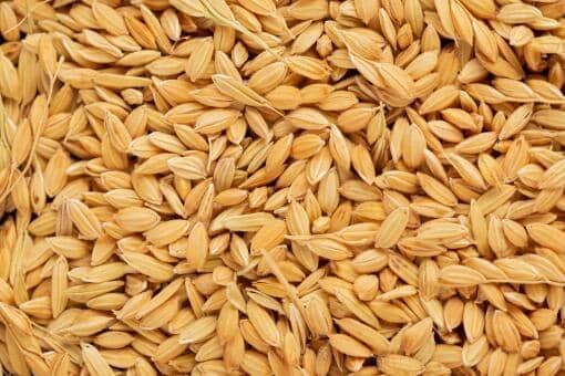 水稻多少钱一斤