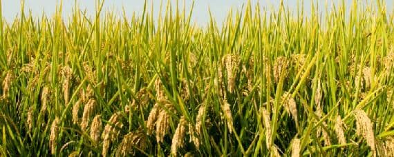 哪种作物播种范围更广小麦还是水稻