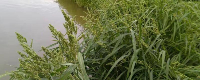 小米草真的可以养殖小龙虾吗，小米草是多年生植物吗