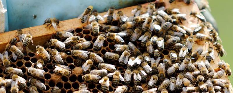 驱蜂药的配方，防治小蜂螨的方法