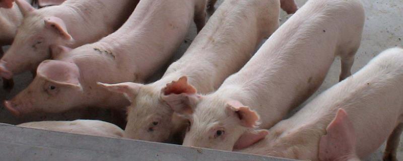 育肥猪350斤400斤料肉比，育肥猪一般容易出现哪些问题