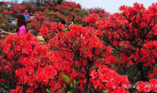 中国杜鹃花之乡在哪里 中国杜鹃花之乡指哪个城市呢