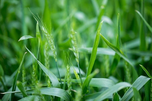 2022年小麦种植补贴标准