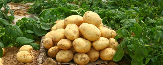 种土豆行距株距多少