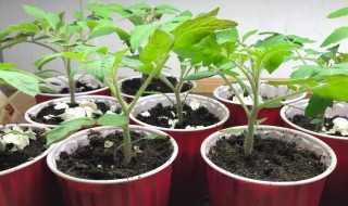 番茄种子发芽了怎么种 番茄种子催芽后怎么种