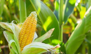 国外玉米秸秆怎么处理 美国玉米秸秆怎么处理
