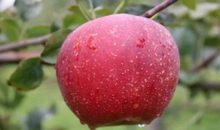 红富士苹果树施肥 红富士苹果树施肥时间
