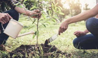 庭院植物栽植施肥生长势特性要注意什么