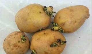 发芽土豆怎么吃，发芽土豆怎么吃会中毒