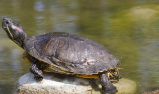 苏卡达陆龟是保护动物吗 苏卡迖乌龟是保护动物吗
