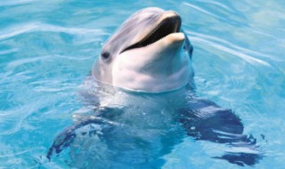 海豚是国家保护动物吗（海豚属于国家保护动物吗）
