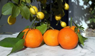 如何种好龙回红脐橙，龙回红脐橙品种简介优点有哪些