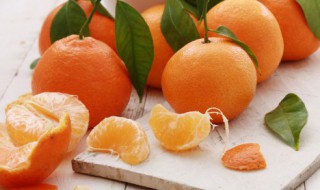 盆栽的柑橘树如何种好 盆栽柑橘树怎么养