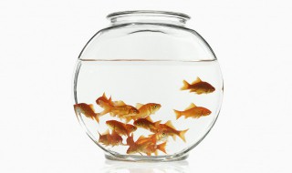 新的鱼缸要怎么养水 新鱼缸养水需要放什么