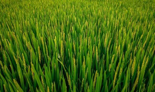 水稻是单子叶植物吗（水稻属于单子叶植物还是双子叶）