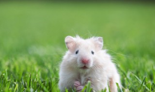 家庭养殖小白鼠需要注意什么 养小白鼠需要注意些什么