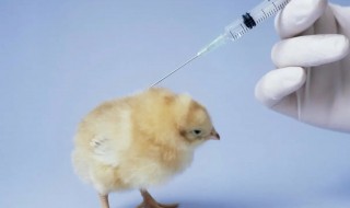 鸡疫苗的保存方法 鸡疫苗如何保存