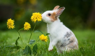 为什么野兔养不活呢，野兔能养活吗为什么养不活