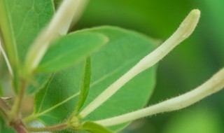 金银花什么时候种植（金银花什么时候种植最好）