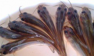 叉尾鱼怎么养才漂亮，叉尾鱼的养殖技术