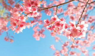 家里能栽日本晚樱吗，日本晚樱如何种植