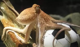 怎么养章鱼 怎么养章鱼海缸里都要有啥