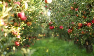 果树种植成本核算方法 农产品种植企业成本核算